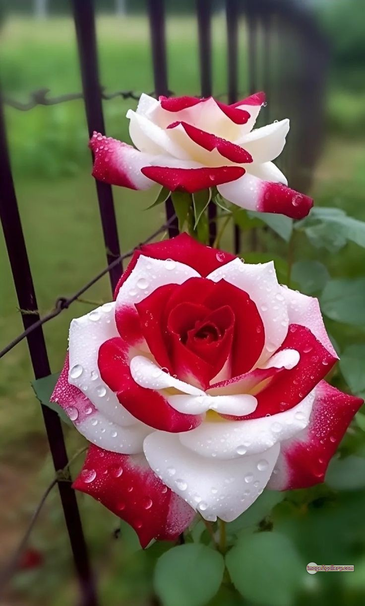 3300+ Beautiful Rose Flowers Image | Rose Flower HD Pic Download | 2819 rose images -(5)