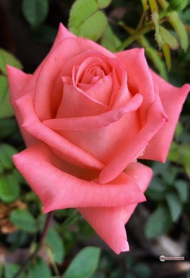 3300+ Beautiful Rose Flowers Image | Rose Flower HD Pic Download | 271 rose images -(51)