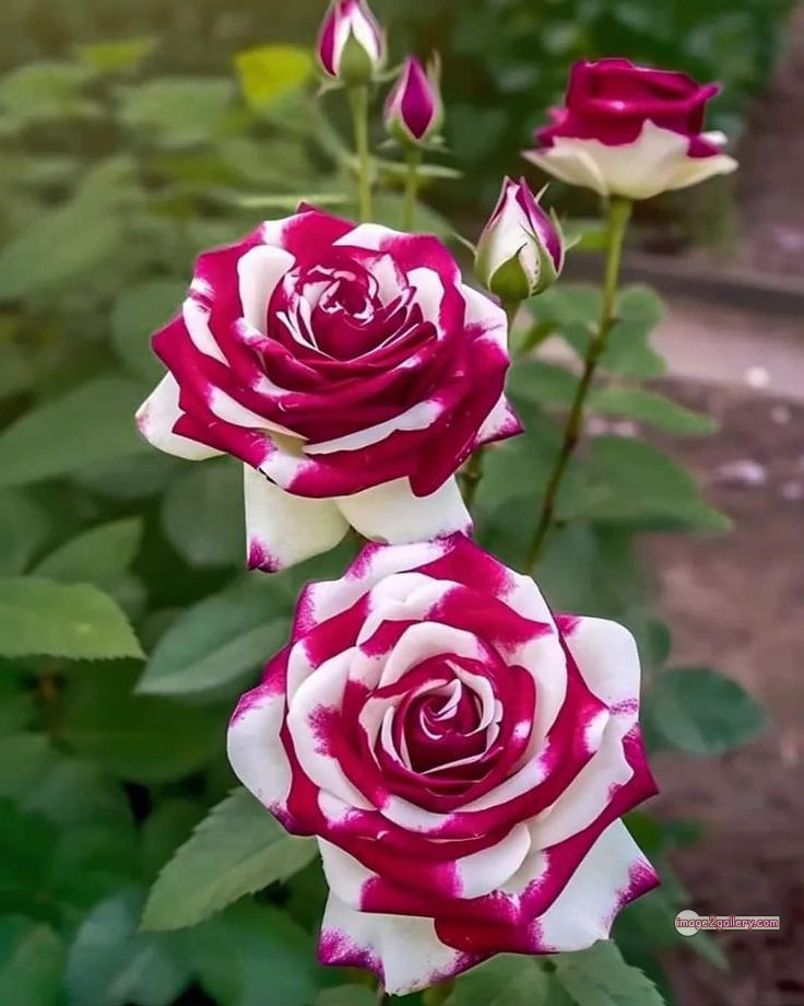 3300+ Beautiful Rose Flowers Image | Rose Flower HD Pic Download | 373 rose images -(7)
