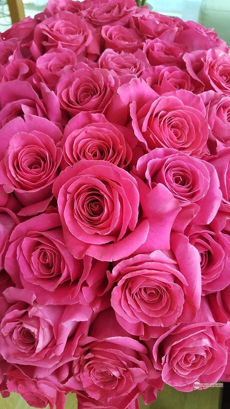 3300+ Beautiful Rose Flowers Image | Rose Flower HD Pic Download | 2709 rose images pink -(11)