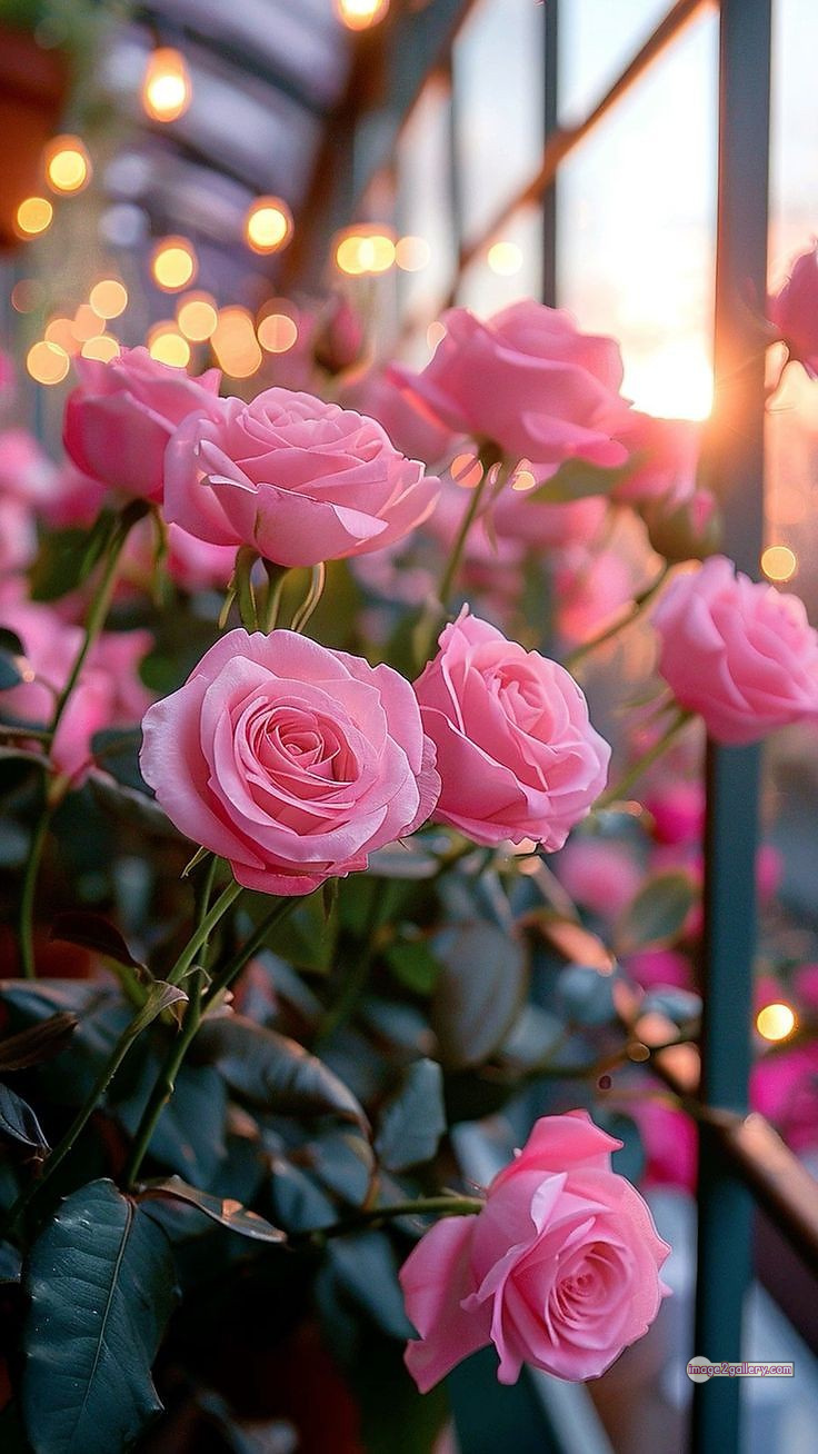 3300+ Beautiful Rose Flowers Image | Rose Flower HD Pic Download | 747 rose images pink -(13)