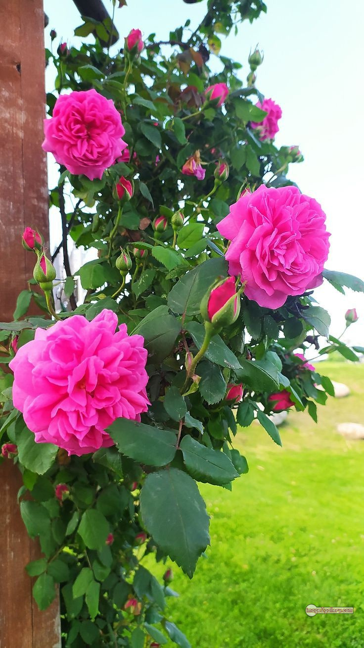 3300+ Beautiful Rose Flowers Image | Rose Flower HD Pic Download | 193 rose images pink -(16)