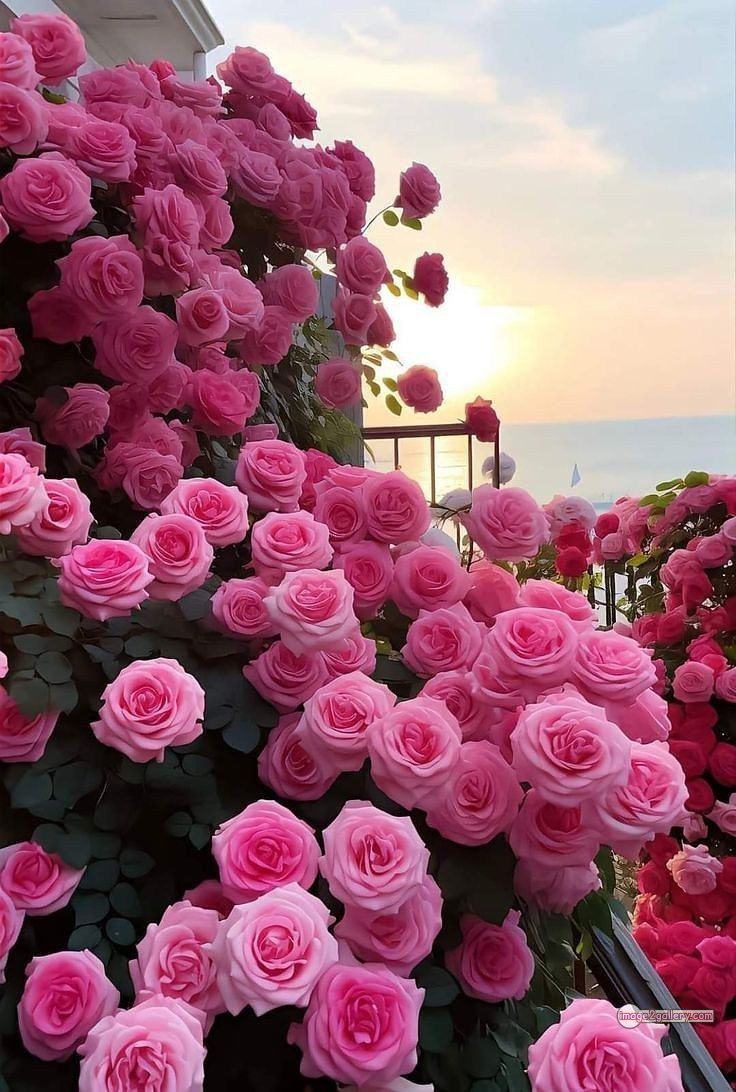 3300+ Beautiful Rose Flowers Image | Rose Flower HD Pic Download | 2753 rose images pink -(17)