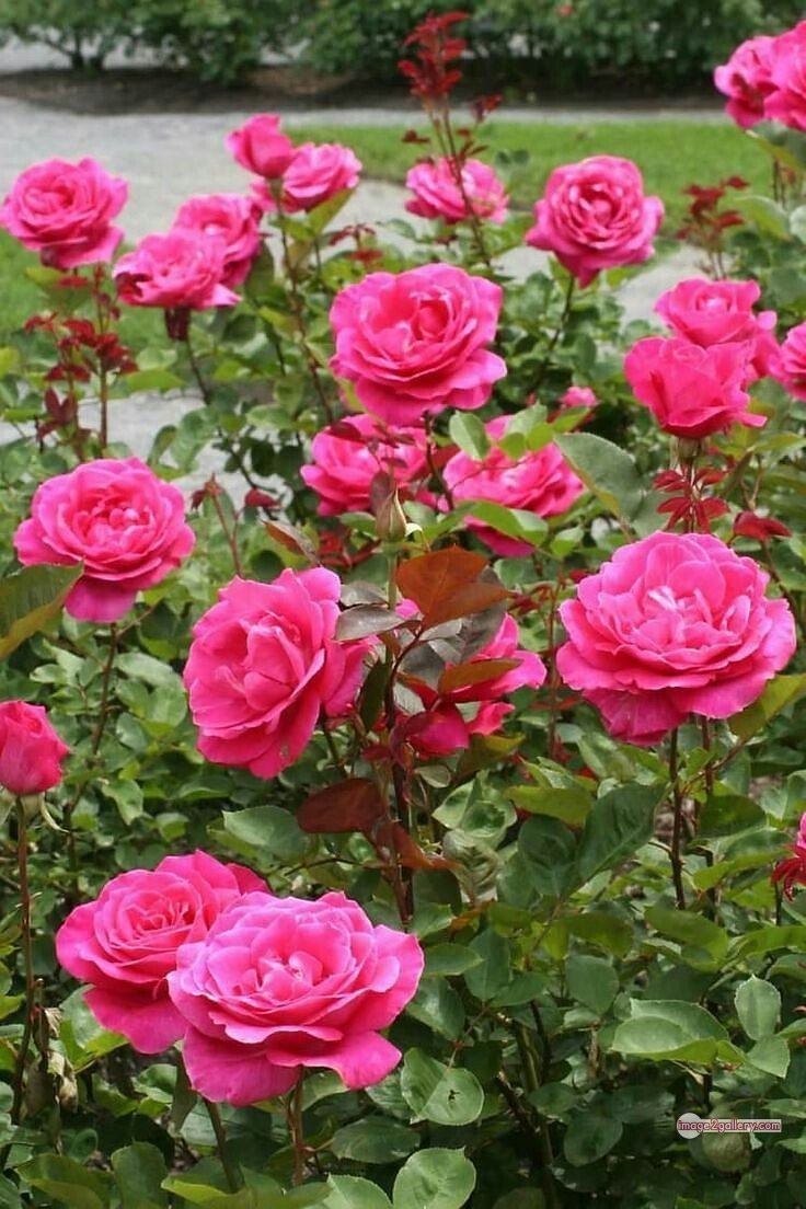 3300+ Beautiful Rose Flowers Image | Rose Flower HD Pic Download | 746 rose images pink -(18)