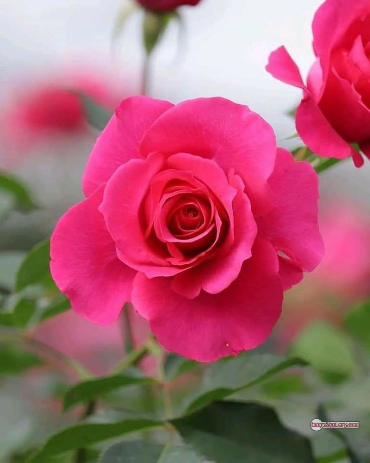 3300+ Beautiful Rose Flowers Image | Rose Flower HD Pic Download | 2631 rose images pink -(4)