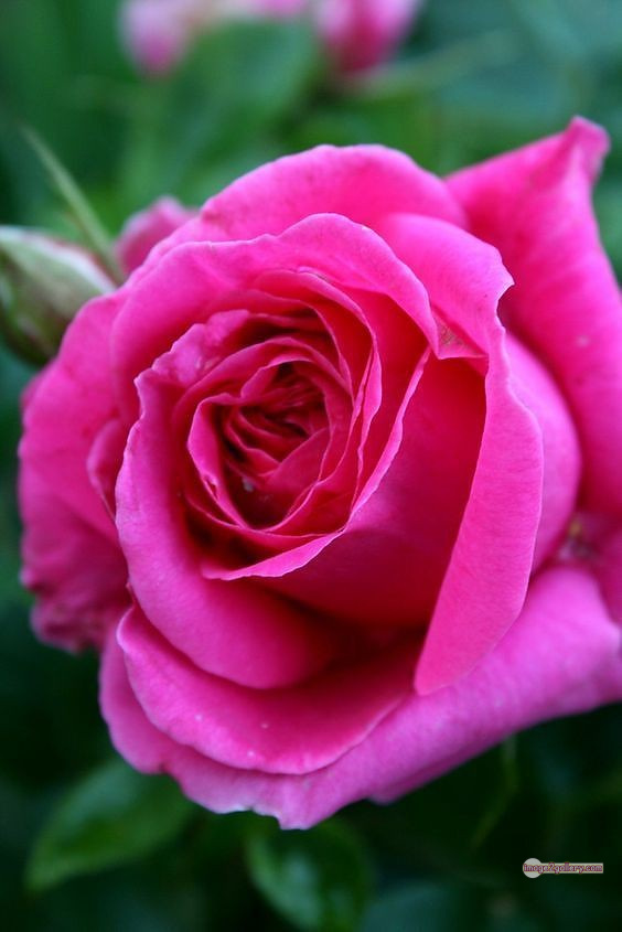 3300+ Beautiful Rose Flowers Image | Rose Flower HD Pic Download | 2706 rose images pink -(5)