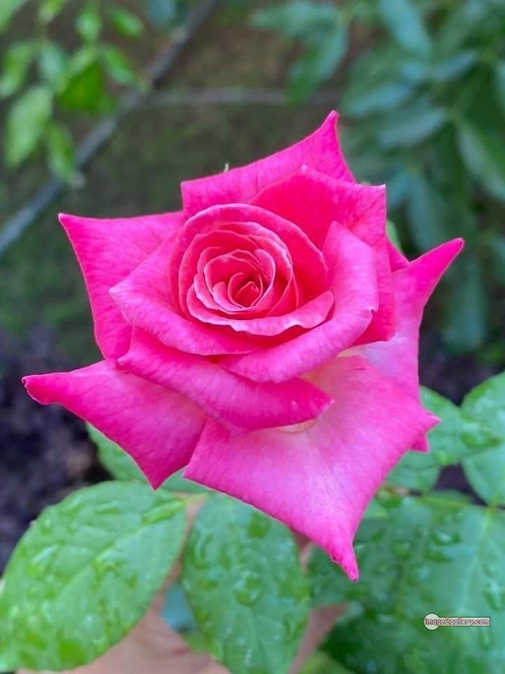 3300+ Beautiful Rose Flowers Image | Rose Flower HD Pic Download | 213 rose images pink -(6)