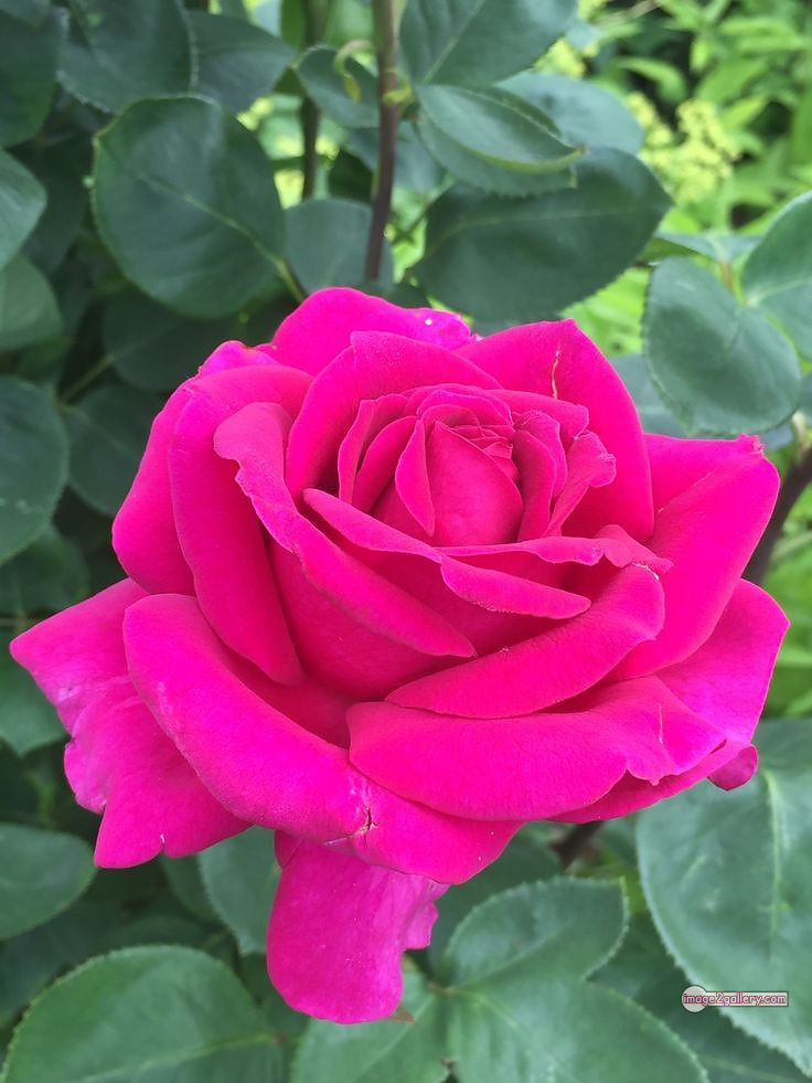 3300+ Beautiful Rose Flowers Image | Rose Flower HD Pic Download | 2707 rose images pink -(7)