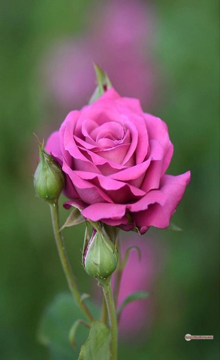 3300+ Beautiful Rose Flowers Image | Rose Flower HD Pic Download | 194 rose images pink -(8)