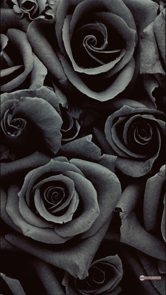 3300+ Beautiful Rose Flowers Image | Rose Flower HD Pic Download | 1767 rose in black -(1)