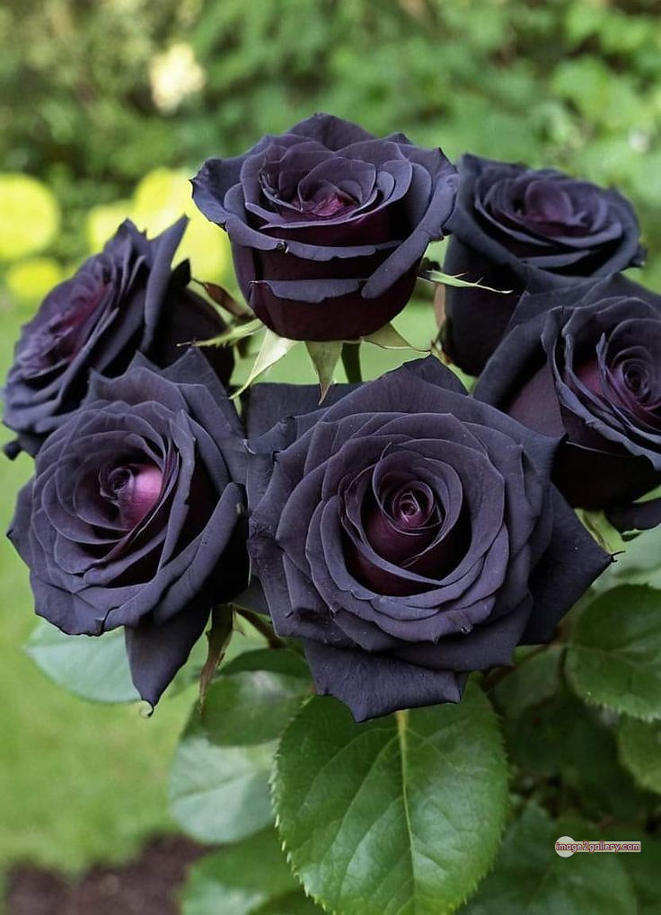 3300+ Beautiful Rose Flowers Image | Rose Flower HD Pic Download | 1084 rose in black -(10)