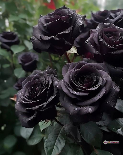 3300+ Beautiful Rose Flowers Image | Rose Flower HD Pic Download | 1401 rose in black -(2)