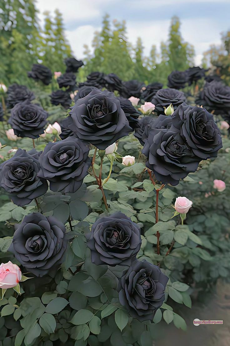 3300+ Beautiful Rose Flowers Image | Rose Flower HD Pic Download | 1042 rose in black -(3)
