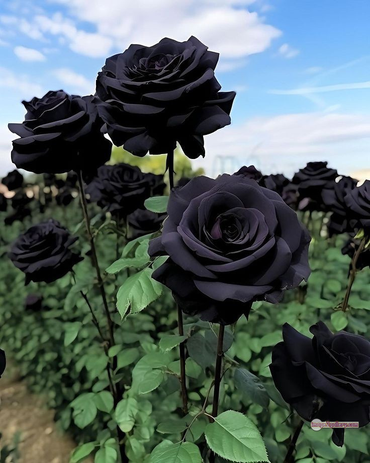 3300+ Beautiful Rose Flowers Image | Rose Flower HD Pic Download | 1036 rose in black -(6)