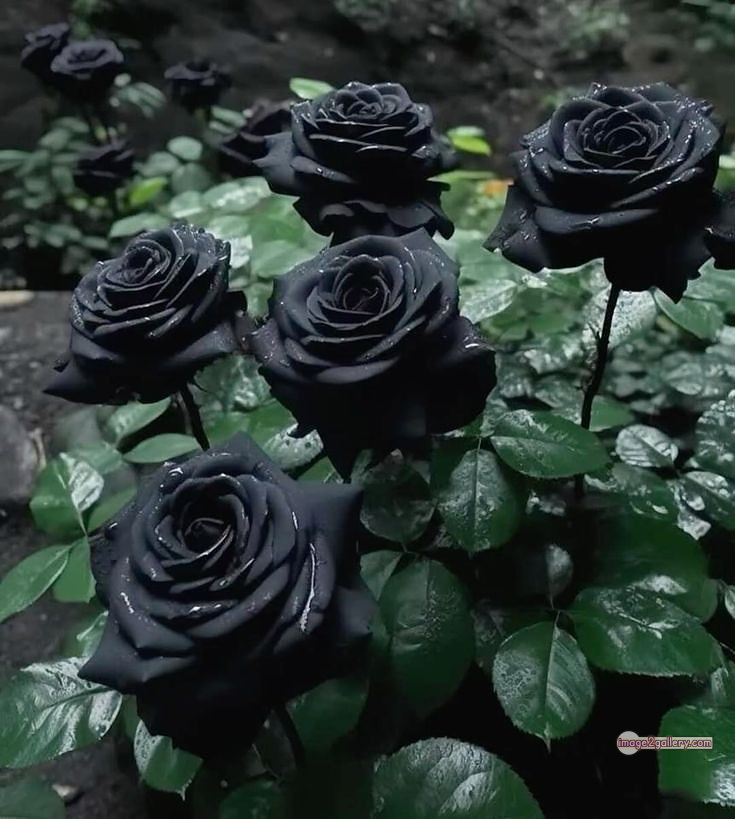 3300+ Beautiful Rose Flowers Image | Rose Flower HD Pic Download | 972 rose in black -(9)