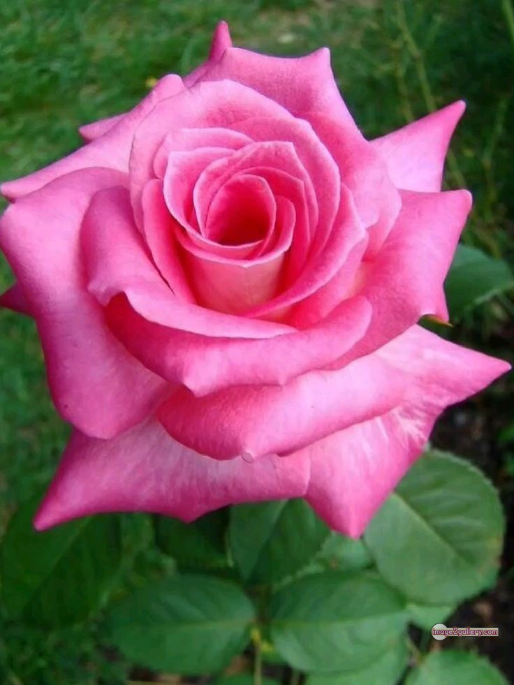 3300+ Beautiful Rose Flowers Image | Rose Flower HD Pic Download | 1602 rose light pink -(1