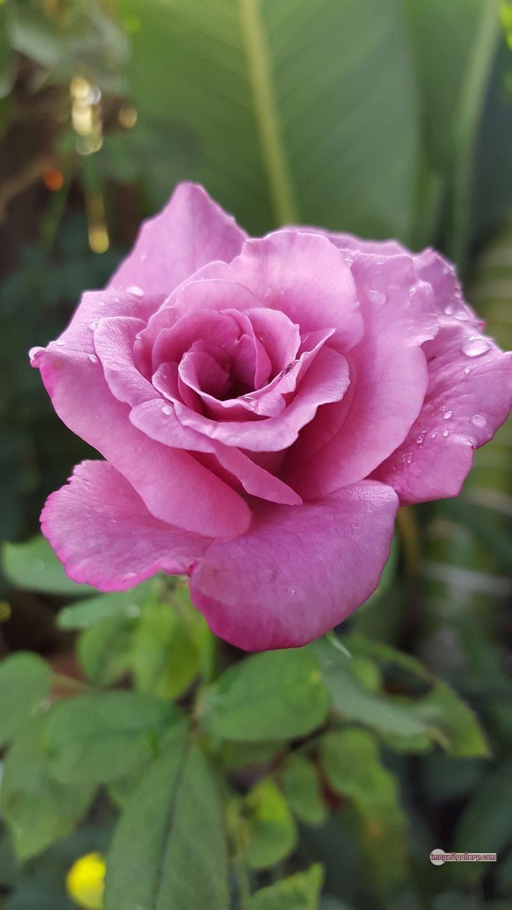 3300+ Beautiful Rose Flowers Image | Rose Flower HD Pic Download | 1601 rose light pink -(11)