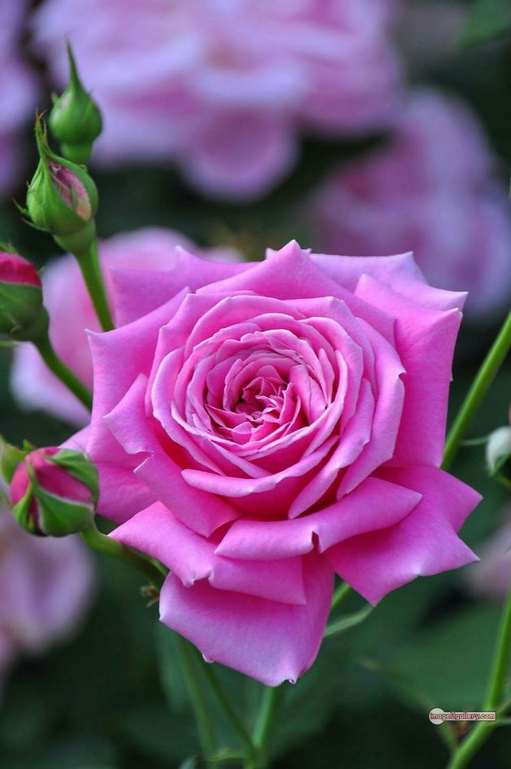 3300+ Beautiful Rose Flowers Image | Rose Flower HD Pic Download | 558 rose light pink -(13)