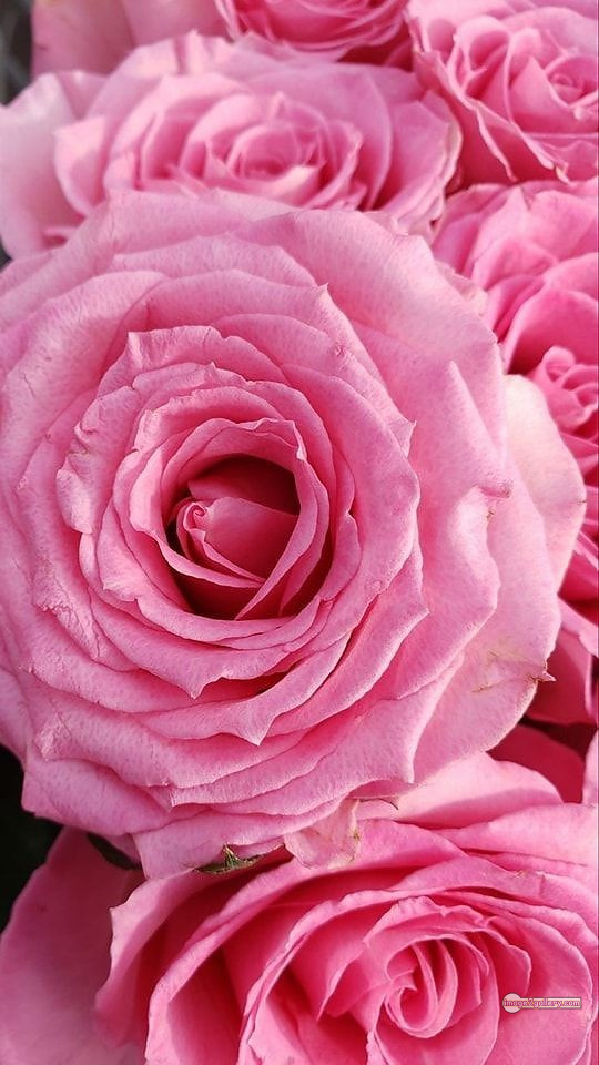 3300+ Beautiful Rose Flowers Image | Rose Flower HD Pic Download | 1652 rose light pink -(14)
