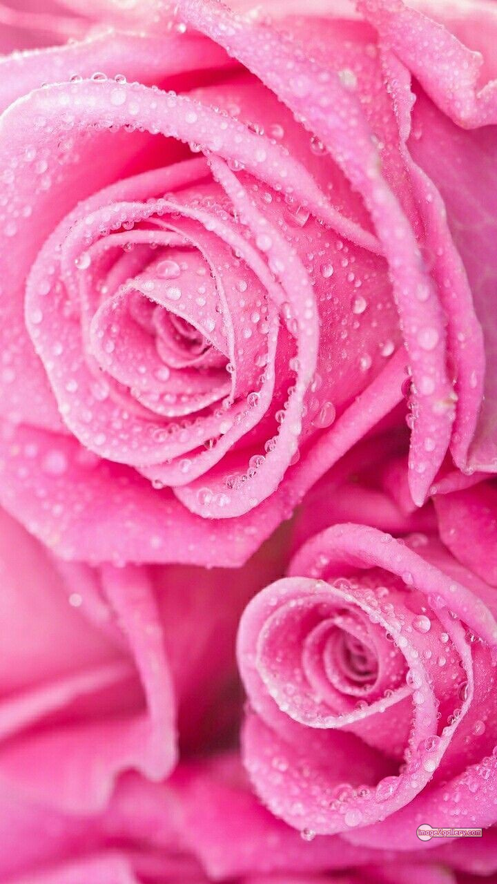3300+ Beautiful Rose Flowers Image | Rose Flower HD Pic Download | 2390 rose light pink -(15)