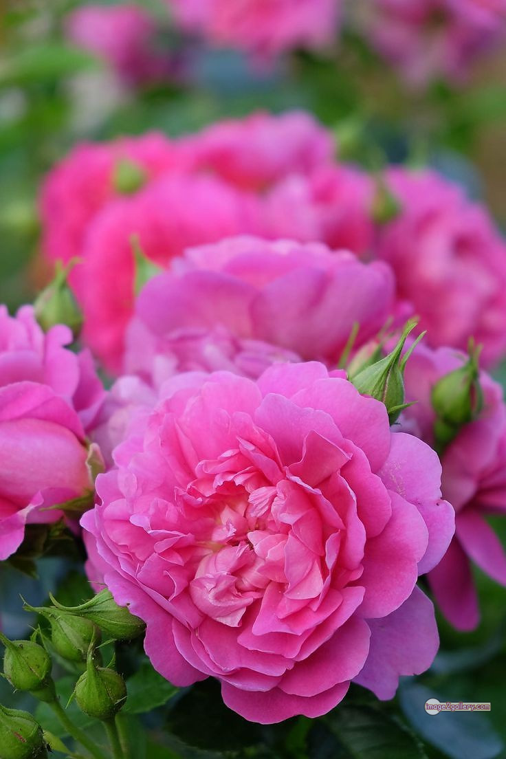 3300+ Beautiful Rose Flowers Image | Rose Flower HD Pic Download | 621 rose light pink -(17)