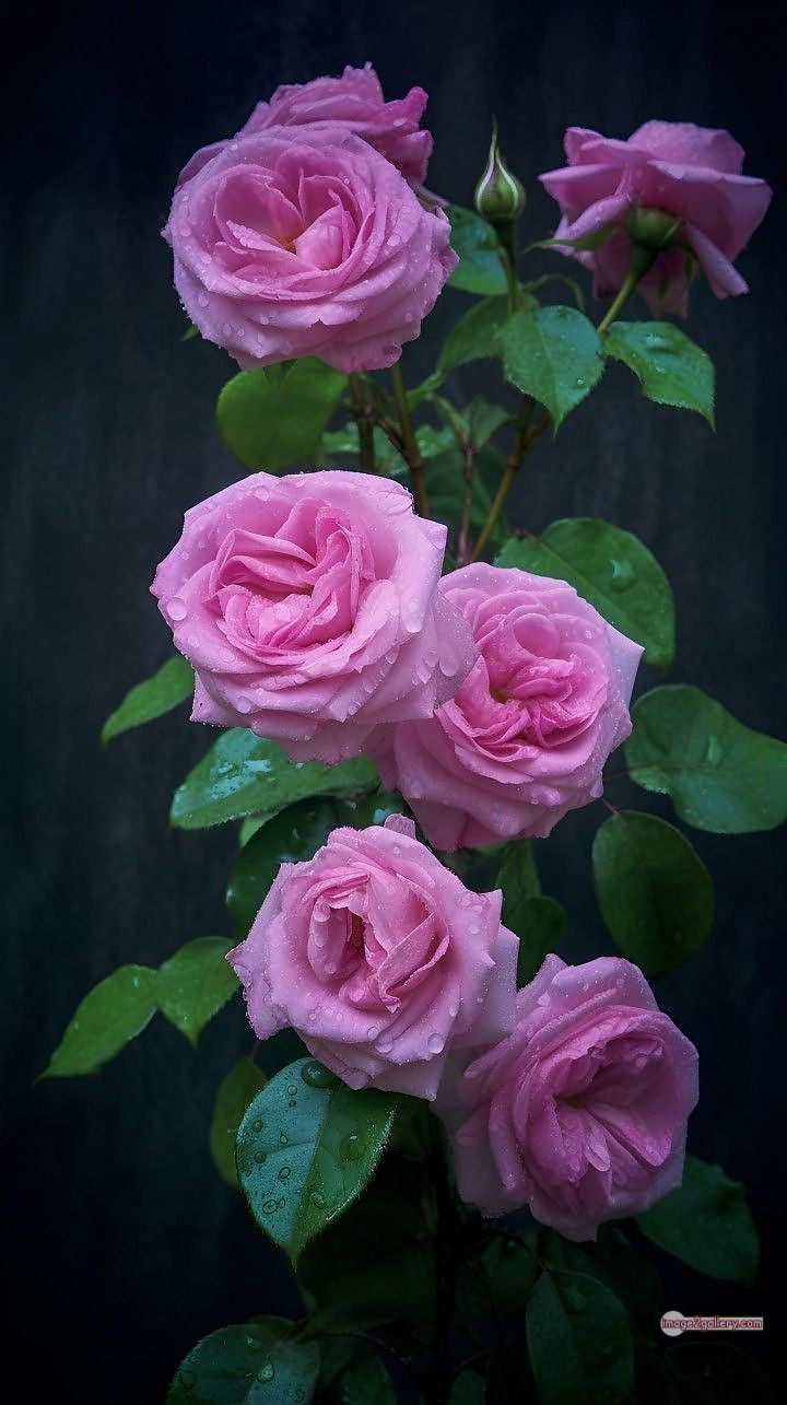3300+ Beautiful Rose Flowers Image | Rose Flower HD Pic Download | 2346 rose light pink -(18)