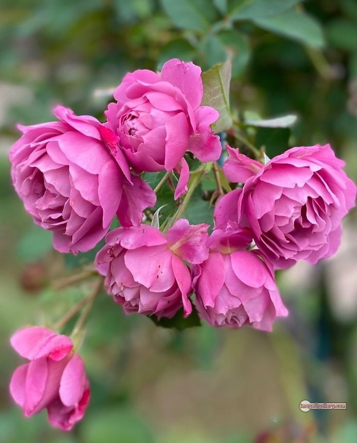 3300+ Beautiful Rose Flowers Image | Rose Flower HD Pic Download | 2347 rose light pink -(19)