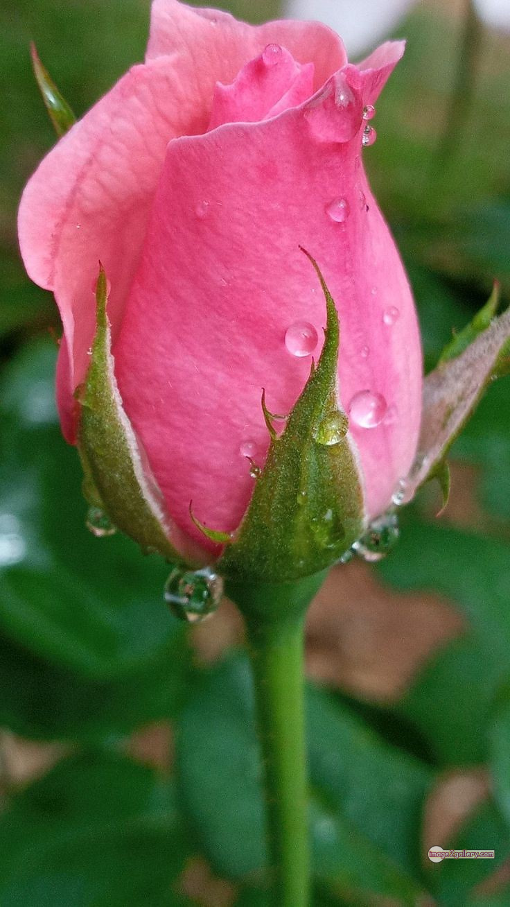 3300+ Beautiful Rose Flowers Image | Rose Flower HD Pic Download | 2470 rose light pink -(2)