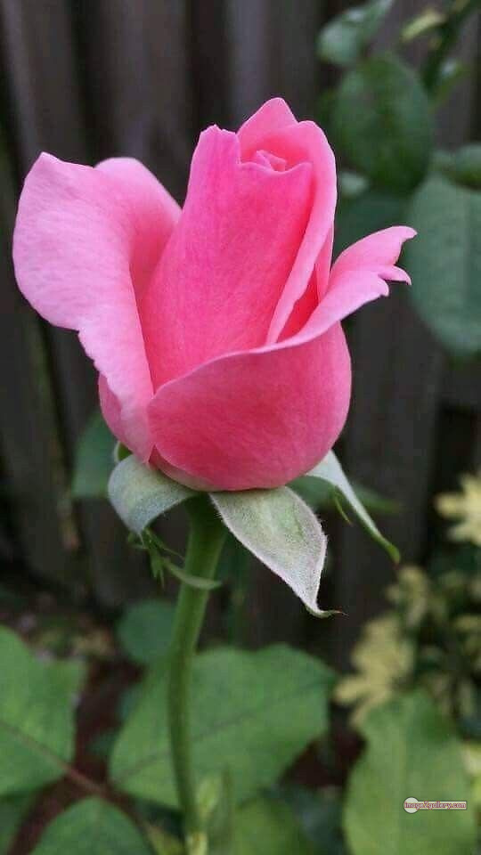 3300+ Beautiful Rose Flowers Image | Rose Flower HD Pic Download | 2389 rose light pink -(3)