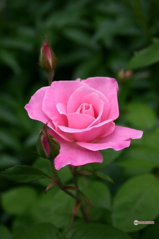 3300+ Beautiful Rose Flowers Image | Rose Flower HD Pic Download | 2208 rose light pink -(4)