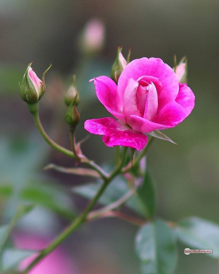 3300+ Beautiful Rose Flowers Image | Rose Flower HD Pic Download | 2352 rose light pink -(5)