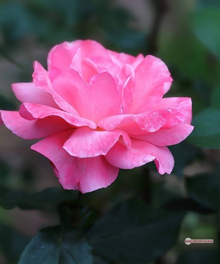 3300+ Beautiful Rose Flowers Image | Rose Flower HD Pic Download | 1653 rose light pink -(7)