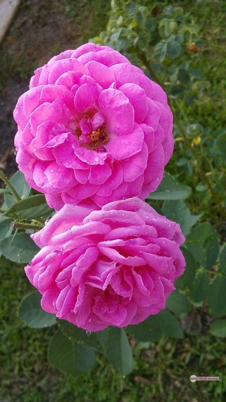 3300+ Beautiful Rose Flowers Image | Rose Flower HD Pic Download | 692 rose light pink -(8)