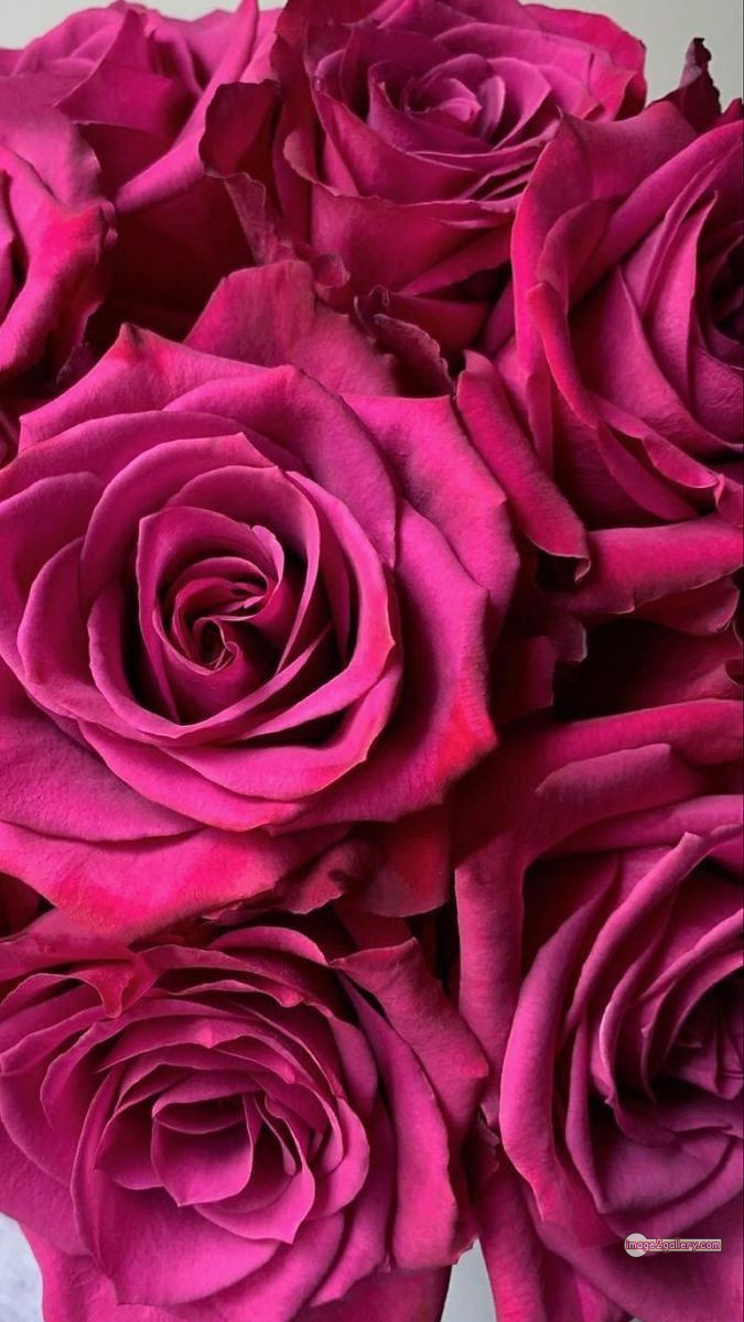 3300+ Beautiful Rose Flowers Image | Rose Flower HD Pic Download | 165 rose petal -(3)