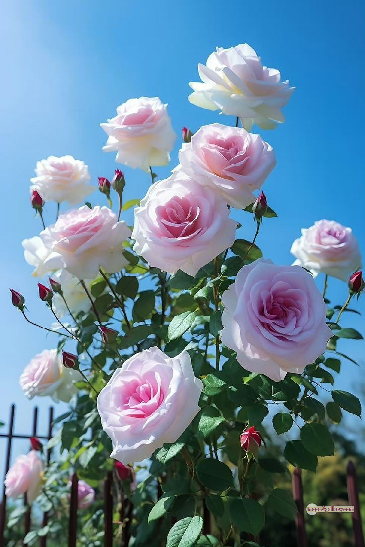 3300+ Beautiful Rose Flowers Image | Rose Flower HD Pic Download | 378 rose picture image -(12)