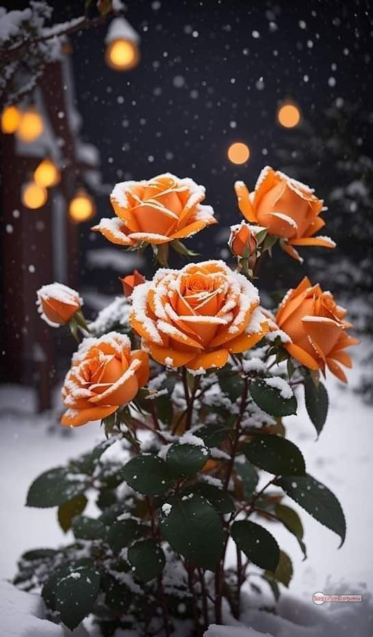 3300+ Beautiful Rose Flowers Image | Rose Flower HD Pic Download | 441 rose picture image -(19)