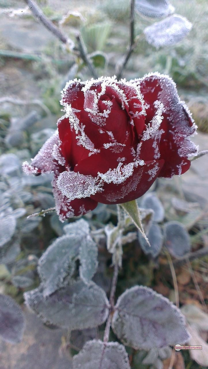 3300+ Beautiful Rose Flowers Image | Rose Flower HD Pic Download | 529 rose picture image -(21)