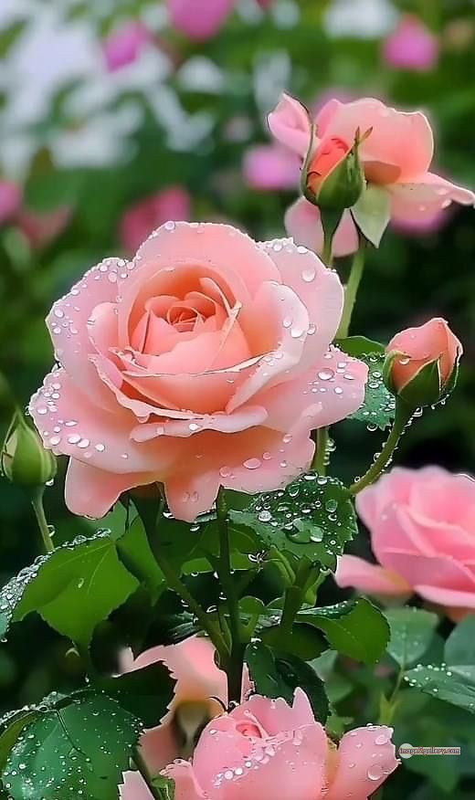 3300+ Beautiful Rose Flowers Image | Rose Flower HD Pic Download | 533 rose picture image -(26)