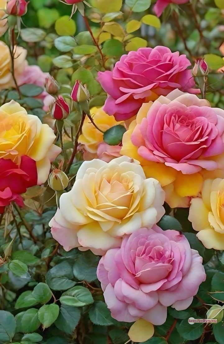3300+ Beautiful Rose Flowers Image | Rose Flower HD Pic Download | 532 rose picture image -(27)