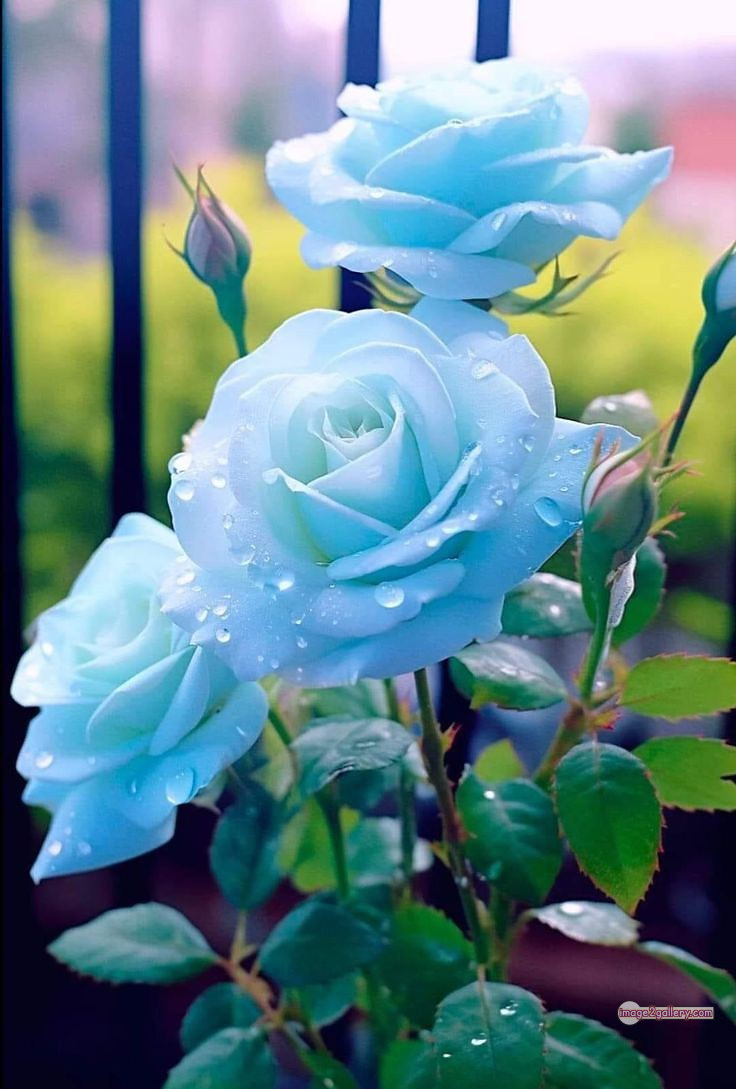 3300+ Beautiful Rose Flowers Image | Rose Flower HD Pic Download | 375 rose picture image -(28)