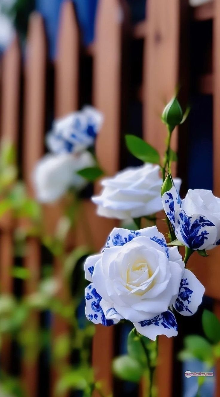 3300+ Beautiful Rose Flowers Image | Rose Flower HD Pic Download | 2822 rose picture image -(29)