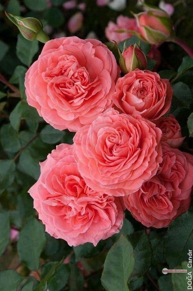 3300+ Beautiful Rose Flowers Image | Rose Flower HD Pic Download | 2870 rose picture image -(3)