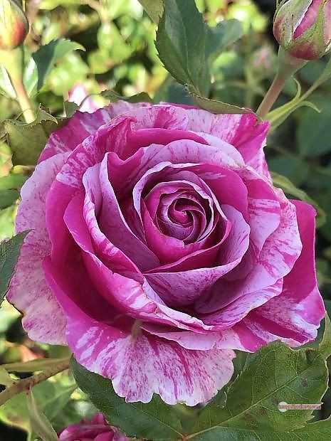 3300+ Beautiful Rose Flowers Image | Rose Flower HD Pic Download | 444 rose picture image -(6)