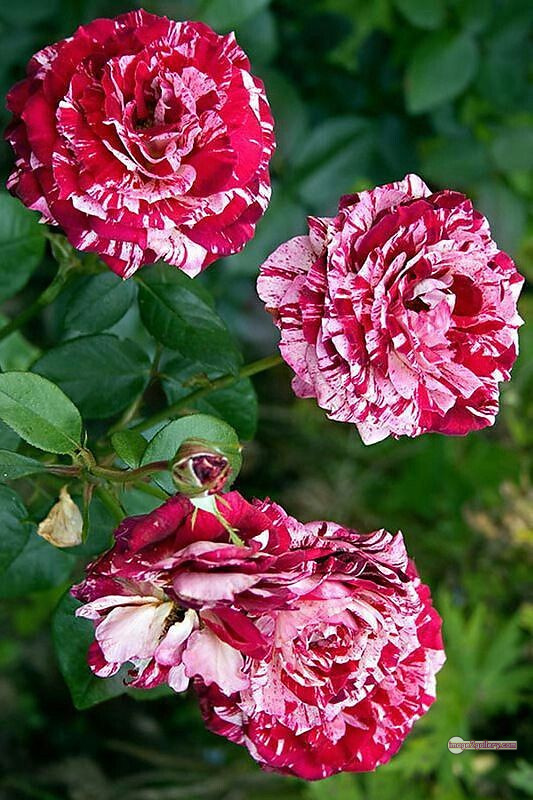3300+ Beautiful Rose Flowers Image | Rose Flower HD Pic Download | 1196 rose picture image -(8)