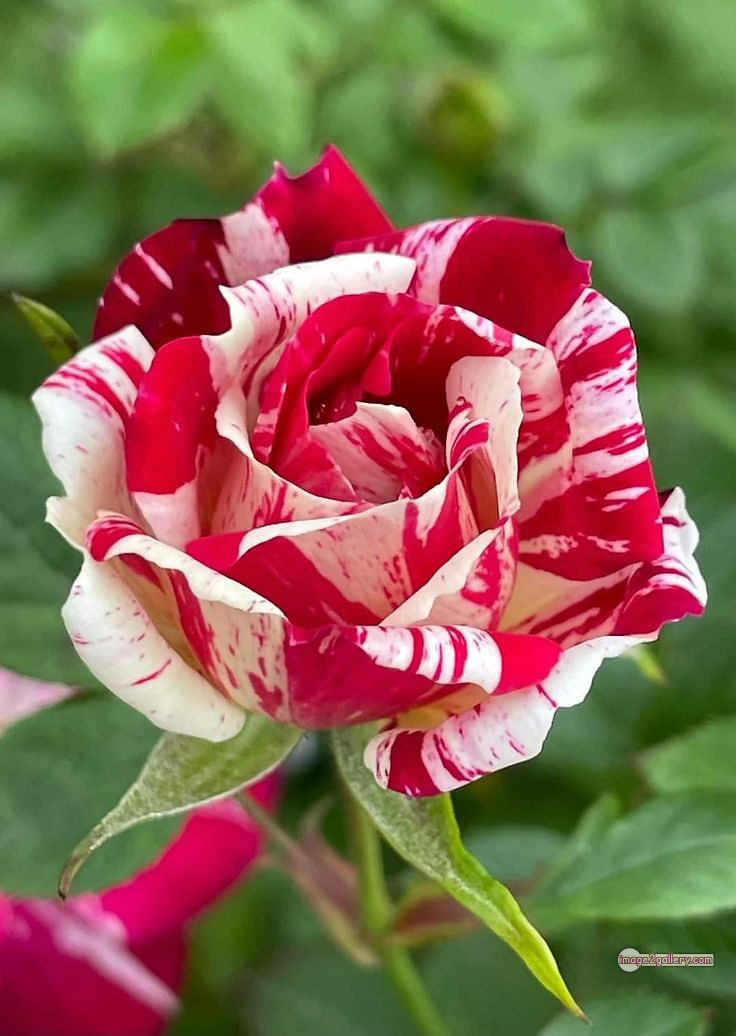 3300+ Beautiful Rose Flowers Image | Rose Flower HD Pic Download | 443 rose picture image -(9)
