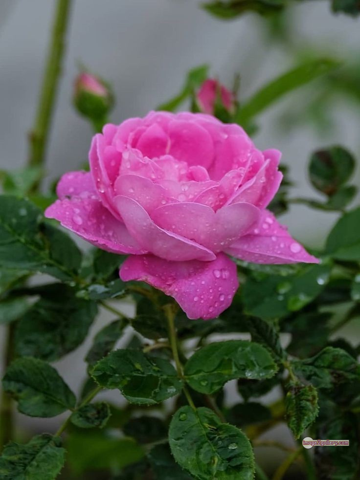 3300+ Beautiful Rose Flowers Image | Rose Flower HD Pic Download | 430 rose pink bouquet -
