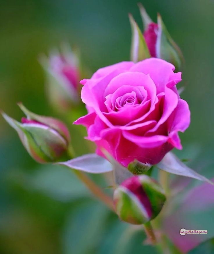3300+ Beautiful Rose Flowers Image | Rose Flower HD Pic Download | 487 rose pink bouquet -(1)