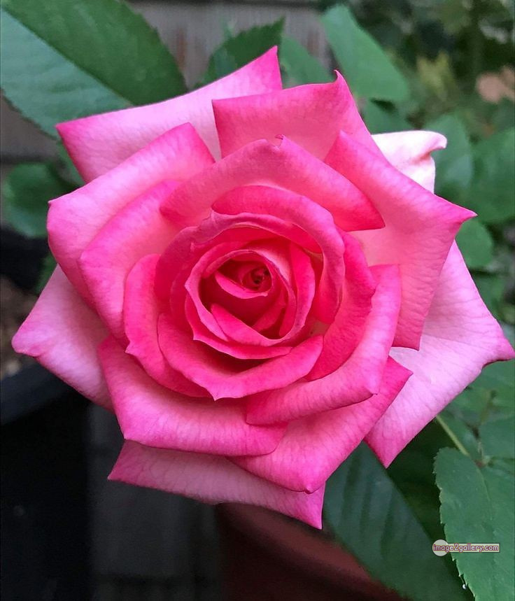3300+ Beautiful Rose Flowers Image | Rose Flower HD Pic Download | 2549 rose pink bouquet -(10)