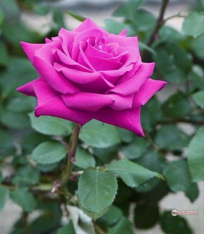 3300+ Beautiful Rose Flowers Image | Rose Flower HD Pic Download | 346 rose pink bouquet -(11)