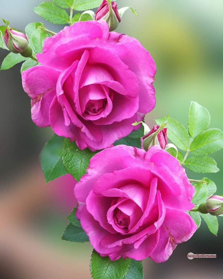 3300+ Beautiful Rose Flowers Image | Rose Flower HD Pic Download | 385 rose pink bouquet -(12)